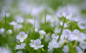 Цветки в траве