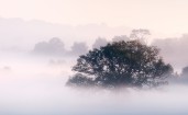 Дерево в утреннем тумане