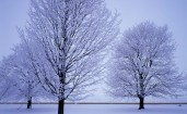 Деревья под снегом