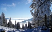 Деревья засыпаны снегом