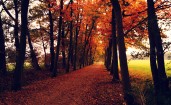 Дорога между осенних деревьев