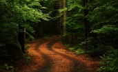 Дорога в густом лесу