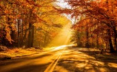 Дорога в осеннем лесу в лучах солнца