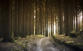 Дорога в сосновом лесу