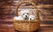 Два белых щенка в корзине
