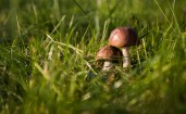 Два гриба в зеленой траве