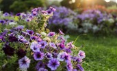 Фиолетовые цветы в лучах заходящего солнца