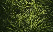 Густая зеленая трава
