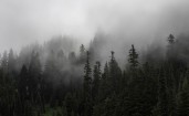 Густой туман в еловом лесу