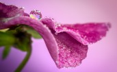 Кали воды на розовых лепестках
