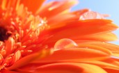 Капля росы на оранжевом цветке