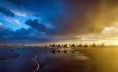 Караван верблюдов на закате