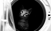 Кошка в стиральной машине