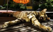 Кот дремлет на солнце