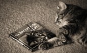 Кот и книжка