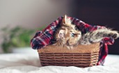 Котенок в плетеной корзинке
