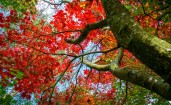 Красные и зеленые листья на дереве