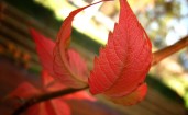 Красные осенние листья на ветке