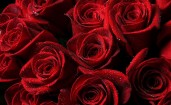 Красные розы крупным планом