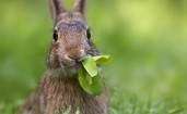 Заяц жует траву