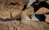Леопард отдыхает на камнях