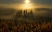 Лес в тумане на закате