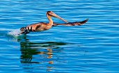 Летящий над водой пеликан