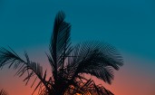 Листья пальмы на фоне вечернего неба
