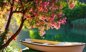 Лодка под цветущим деревом