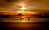 Лошади в воде на закате
