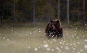 Медведь в поле возле леса