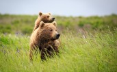 Медведица с медвежонком в траве