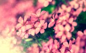 Мелкие розовые цветочки