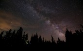 Ночное звездное небо в лесу
