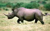 Носорог в дикой природе