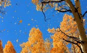 Падающие желтые листья