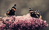 Пара бабочек на цветке