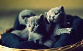 Пара милых серых котят