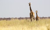 Пара жирафов в поле