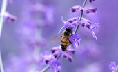 Пчела на фиолетовом цветке