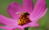 Пчела собирает пыльцу в фиолетовом цветке