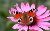 Бабочка Павлиний глаз на розовом цветке