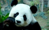 Печальный панда