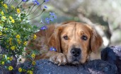 Пес и цветы
