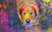 Пес в краске