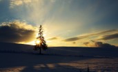 Поле, снег, дерево, солнце