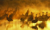 Птицы в воде в тумане