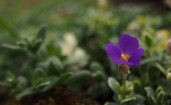 Пурпурный цветок в траве