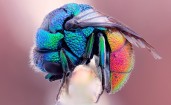 Разноцветная муха