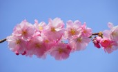 Розовые цветы японской вишни